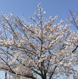 ciichan