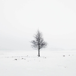 freezingwind