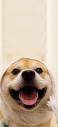 hanshytmo