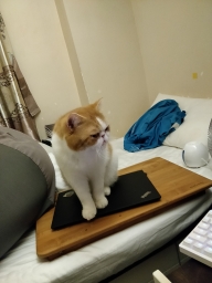 masonlai