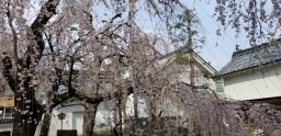 sakura11
