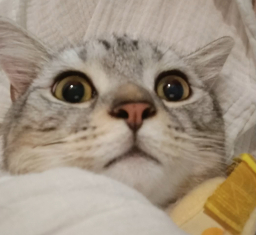 juocen