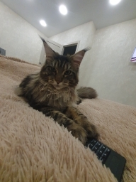 maksim93