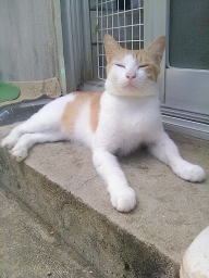 myanchi