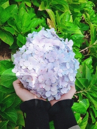 ngocanh04
