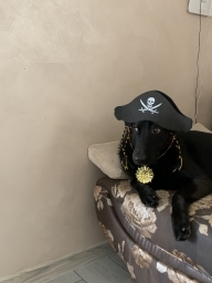 zenyya